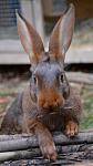 Mr. Jack, Hasenkaninchen muss mit seinem Bruder in einem eigenen Bereich leben, da sie rassistisch sind.