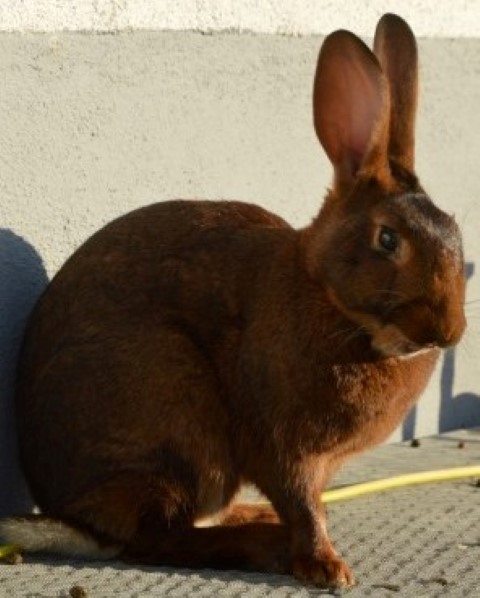 Mr. Jones, Hasenkaninchen 
Bruder von Mr. Jack
