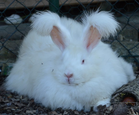 Alice