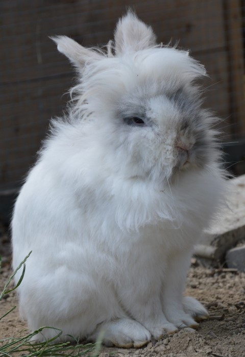 Olaf