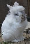 Olaf