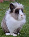 Hans der Hase