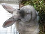 Milly