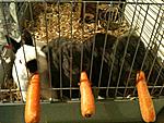 Minki, Nala & Balu