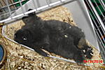 Balu in ungew�hnlicher Liegepose....