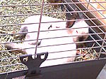 Gina & Minki