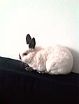 Gina