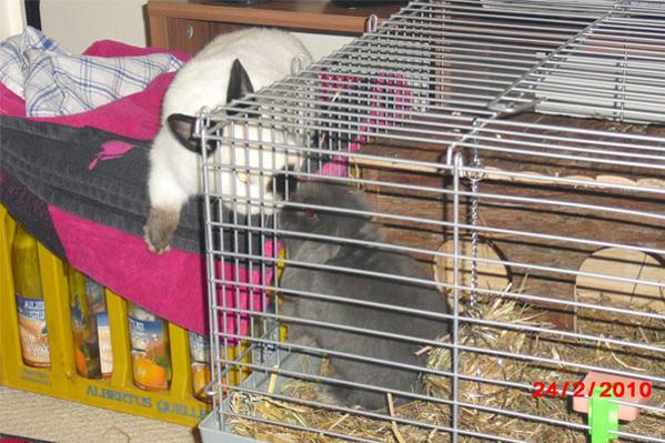 Das erste beschn�ffeln bei Minki und Balu