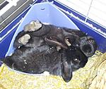 Mali und Mina 
im Klo zu schlafen ist viel sch�ner als rein zu pinkeln