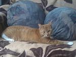 Arja meine Katze