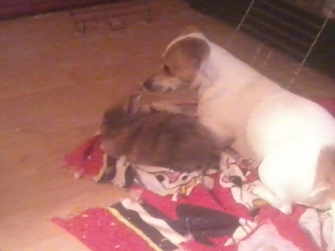 Und noch mal ronja und Mala *R.I.P*