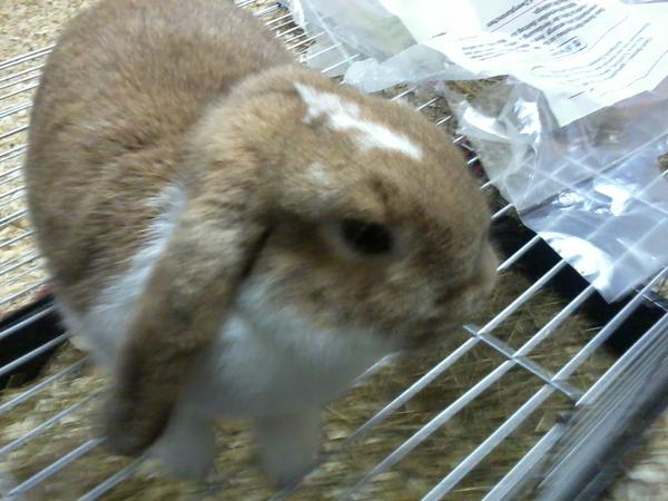 Cooky