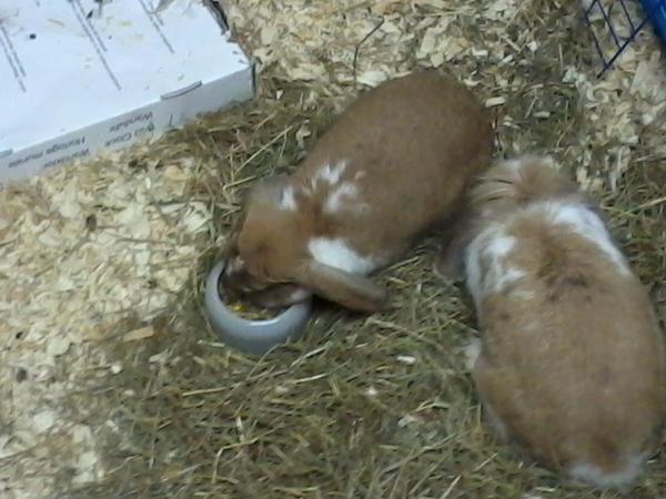 Cooky und Vina