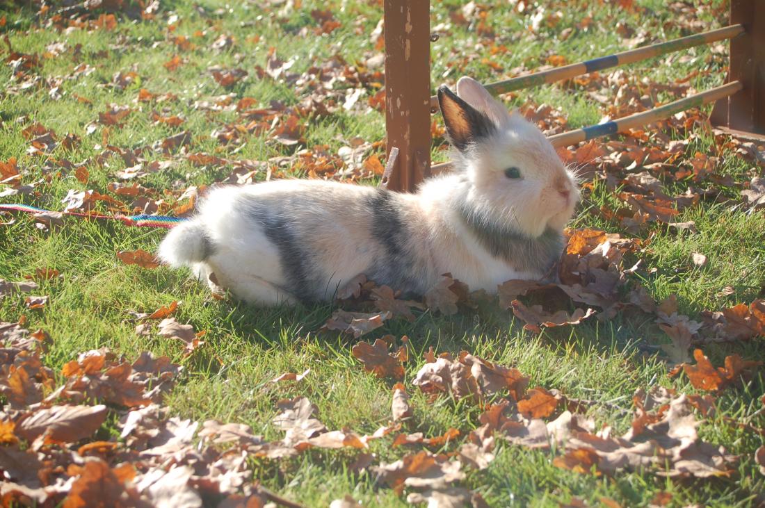 Balou braucht eine Pause:)