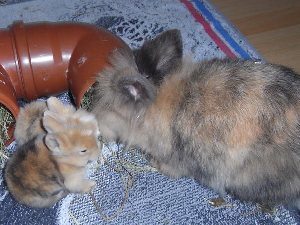 Mit Mama Heu m�mmeln