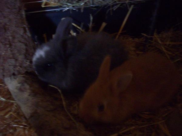 Hoppler & Havana noch Babys