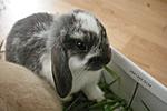 H�bsche