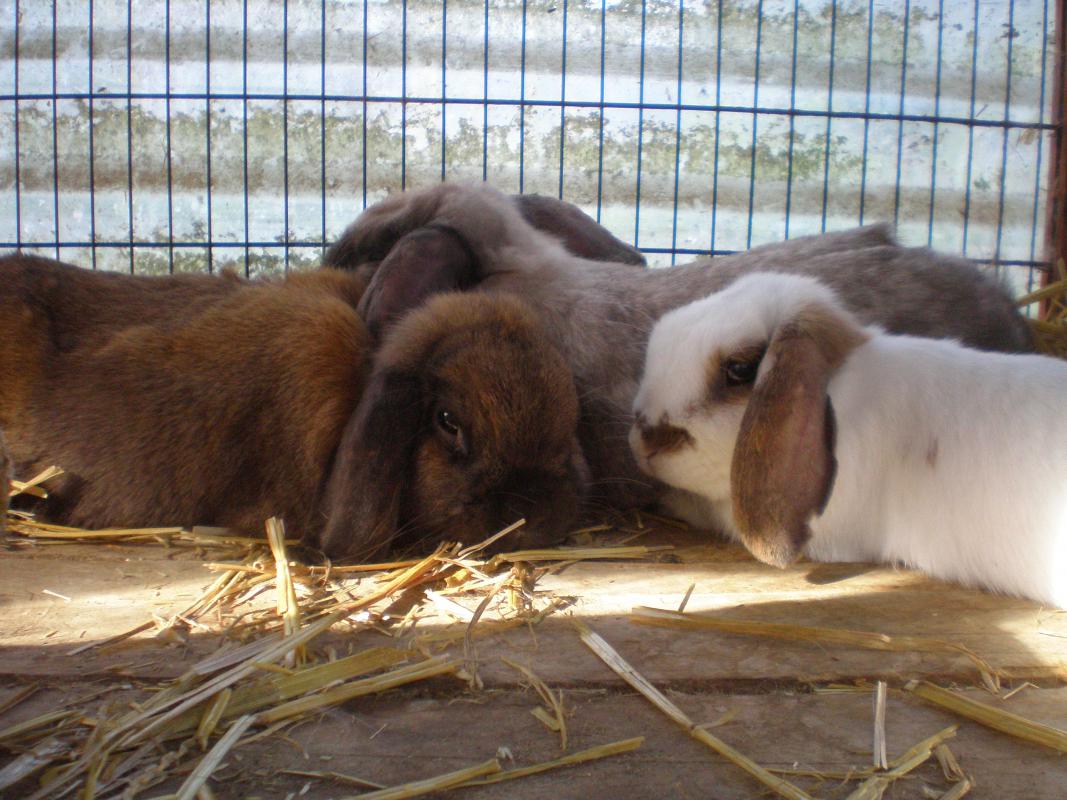 Dies war meine Kaninchengruppe. Nun sind leider nur zwei Kaninchen da.