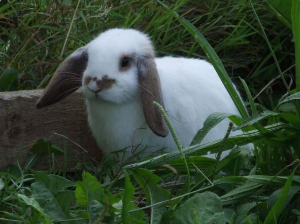 Ida