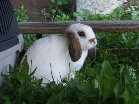 Ida