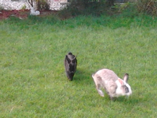 Bolly: Ich krieg dich!
Holly: NIEMALS!!!