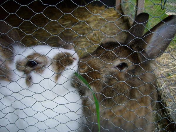 links Daysi, rechts Emma