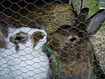 links Daysi, rechts Emma