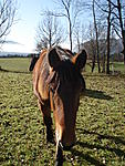 meine tiere=)