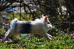 Fluffy