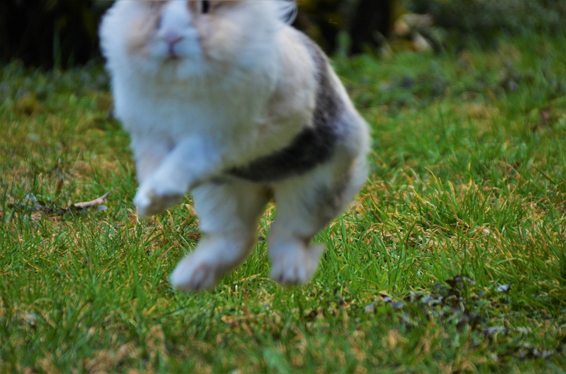 Fluffy