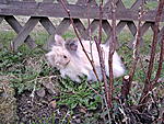 April 2011 - Polly genie�t den Freilauf