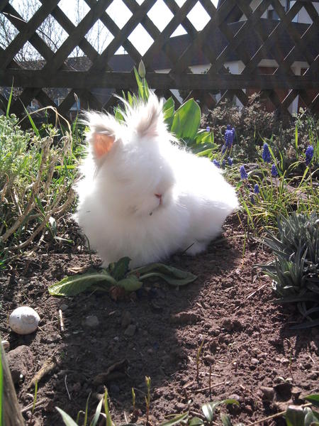April 2011 - Samson im Garten