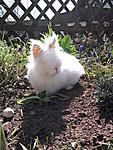 April 2011 - Samson im Garten