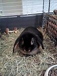 Sammy mit 2 Monaten