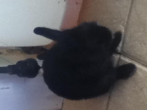 Schleck ,schleck