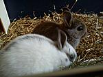 Meine Tiere