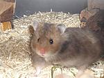 Mein Teddyhamsterm�dchen "Gemma".