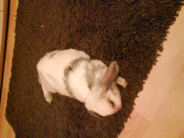 Charlie am relaxen