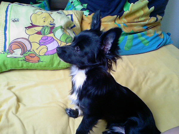 Das ist Chico, der Hund meiner Schwester.