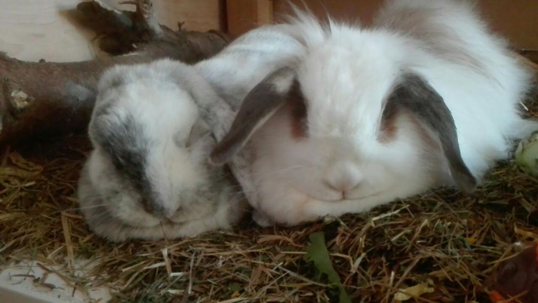 Luis und Maya