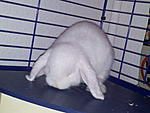 Abby