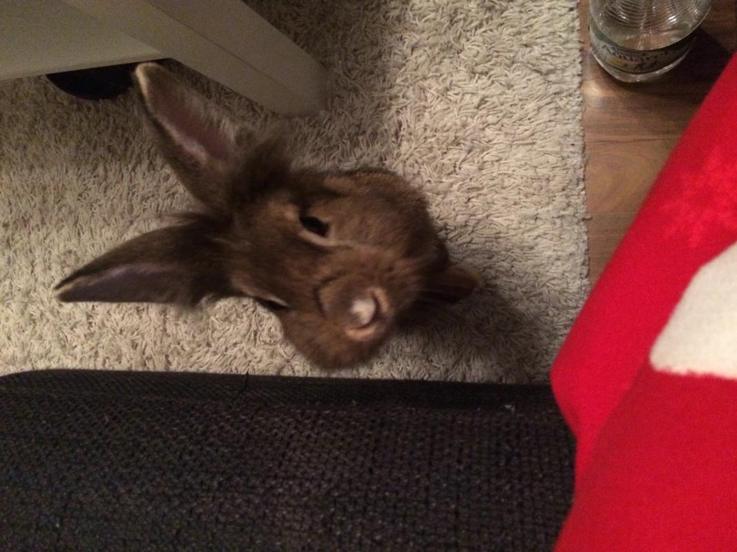 Junior m�chte aufs Sofa.