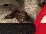 Junior m�chte aufs Sofa.