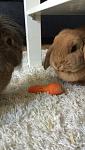 Junior und Jacky mit M�hre :p