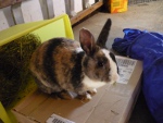 Yuki