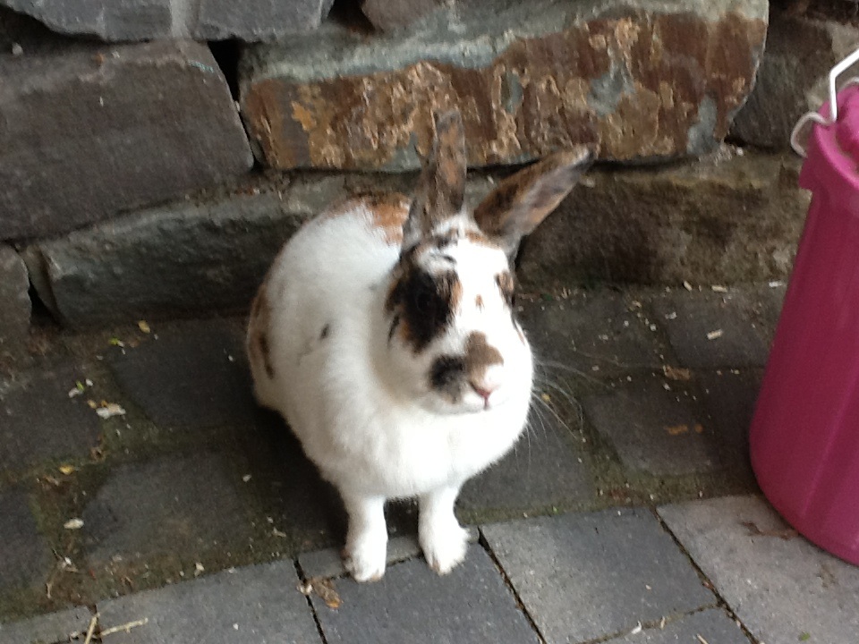 Schnuffi :)