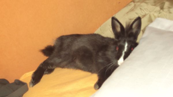 Puuuhhhhh...Fix und Fertig vom ganzen Herumspringen, Hacken schlagen, K�pfchen sch�tteln und um Frauchen herumrennen, wenn sie auf dem Bett sitzt( das macht n�mlich gaaanz dolle viel Spa�,wenn ich wie ein Wilder  um sie herumrenne)