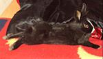 Max M�xchen chillt ganz relaxt nach dem Austoben auf unserem Bett...