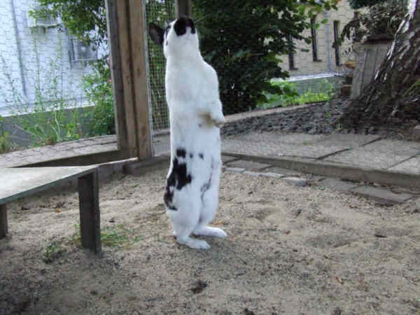 Minnie macht sich ganz lang,um an die Bl�tter am Baum zu kommen.