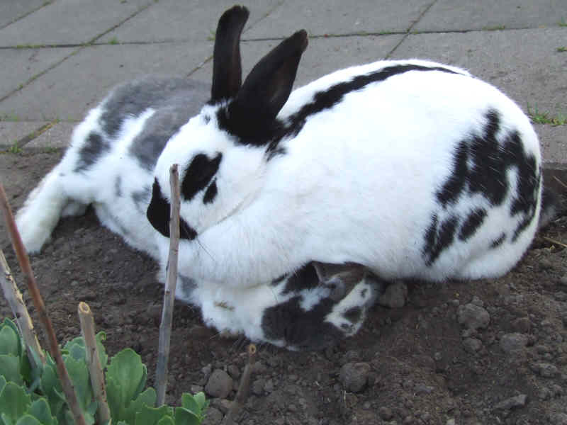 Manchmal ist Liebe auch ein wenig erdr�ckend...